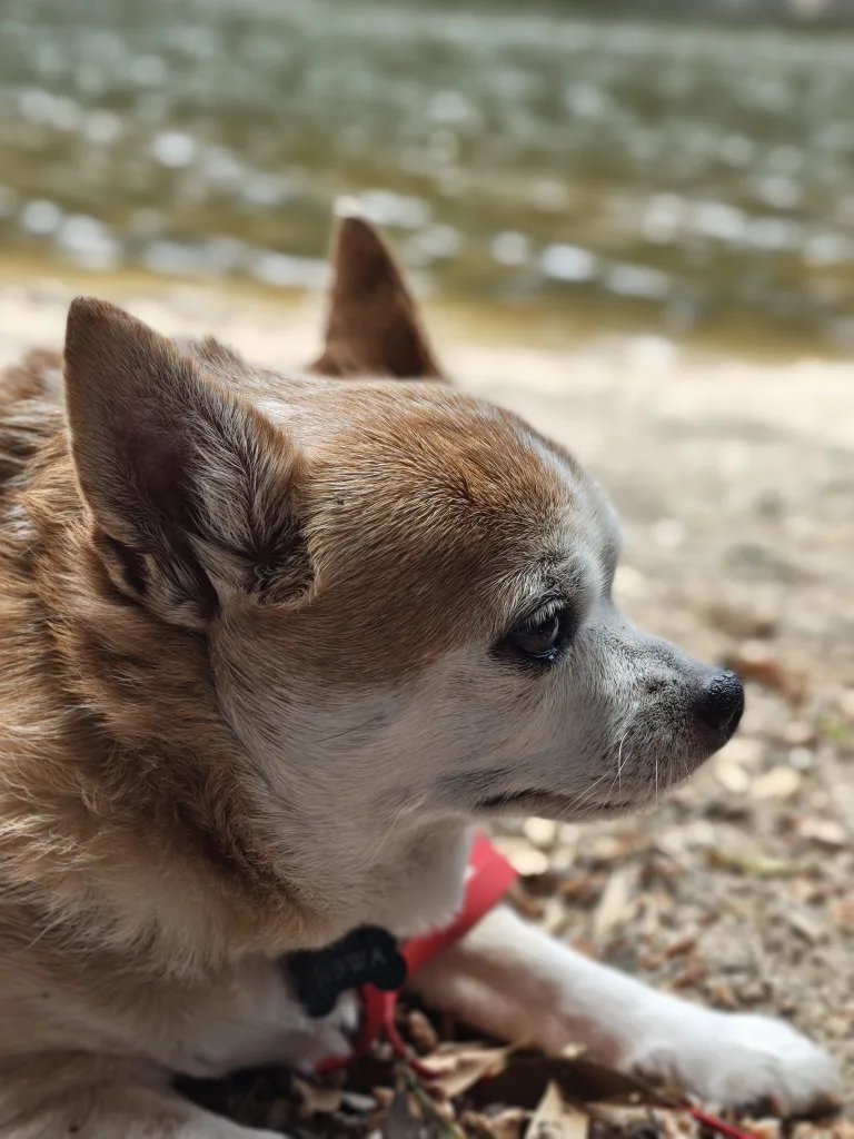 Motorola Razr 60 Ultra IMG 20250608 144839188 HDR PORTRAIT Motorola Razr 60 Ultra